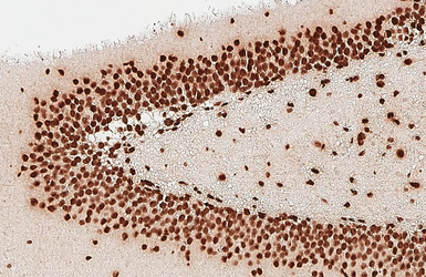 Anti-Histone H2A.X antibody [HL3515] used in IHC (Paraffin sections) (IHC-P). GTX641412