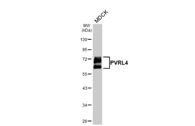 Anti-PVRL4 antibody [HL3520] used in Western Blot (WB). GTX641417