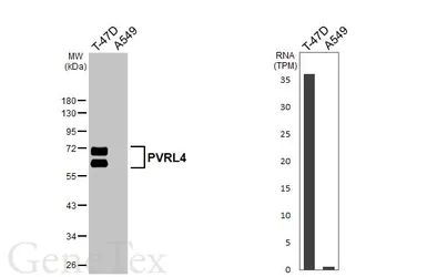 Anti-PVRL4 antibody [HL3520] used in Western Blot (WB). GTX641417