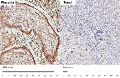 Anti-FSTL1 antibody [HL3523] used in IHC (Paraffin sections) (IHC-P). GTX641420