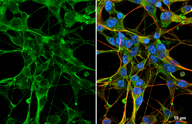 Anti-FSTL1 antibody [HL3523] used in Immunocytochemistry/ Immunofluorescence (ICC/IF). GTX641420