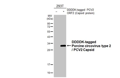 Anti-Porcine circovirus type 2 / PCV2 Capsid antibody [HL3526] used in Western Blot (WB). GTX641423