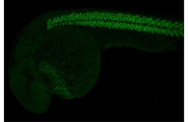 Anti-Myod1 antibody [HL3533] used in IHC (Whole mount) (IHC-Wm). GTX641430