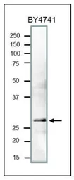 Anti-PCNA (S. cerevisiae) antibody used in Western Blot (WB). GTX64144