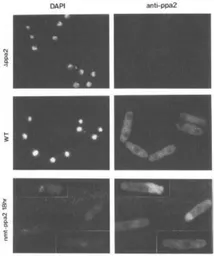 Anti-Ppa2 (S. pombe) antibody used in Immunocytochemistry/ Immunofluorescence (ICC/IF). GTX64145
