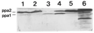 Anti-Ppa2 (S. pombe) antibody used in Western Blot (WB). GTX64145