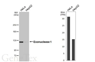 Anti-Exonuclease 1 antibody [HL3547] used in Western Blot (WB). GTX641453