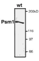 Anti-Psm1 (S. pombe) antibody used in Western Blot (WB). GTX64146