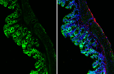 Anti-GPR120 antibody [HL3563] used in IHC (Frozen sections) (IHC-Fr). GTX641469