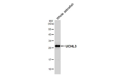 Anti-UCHL3 antibody [HL3564] used in Western Blot (WB). GTX641470