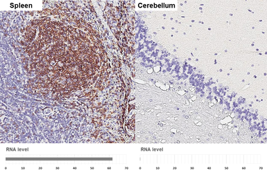 Anti-CXCR5 antibody [HL3569] used in IHC (Paraffin sections) (IHC-P). GTX641475