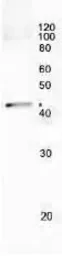 Anti-RecA antibody used in Immunoprecipitation (IP). GTX64150