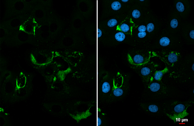 Anti-dsRNA antibody [J2] used in Immunocytochemistry/ Immunofluorescence (ICC/IF). GTX641519