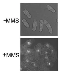 Anti-Rhp51 / Rad51 (S. pombe) antibody used in Immunocytochemistry/ Immunofluorescence (ICC/IF). GTX64153