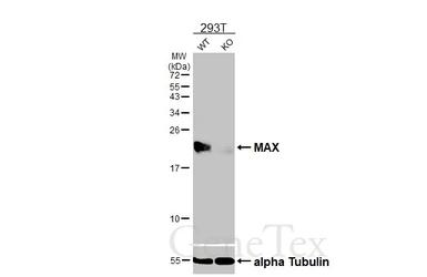 Anti-MAX antibody [HL3577] used in Western Blot (WB). GTX641548
