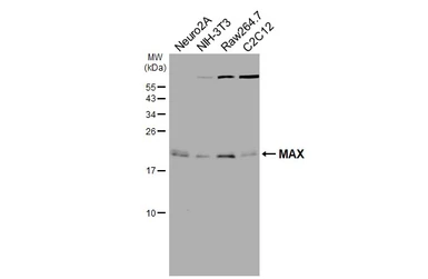 Anti-MAX antibody [HL3577] used in Western Blot (WB). GTX641548