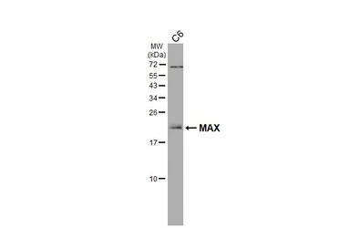 Anti-MAX antibody [HL3577] used in Western Blot (WB). GTX641548