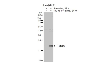 Anti-ISG20 antibody [HL3578] used in Western Blot (WB). GTX641549