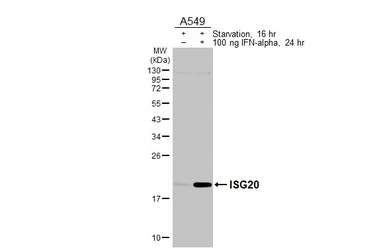 Anti-ISG20 antibody [HL3578] used in Western Blot (WB). GTX641549
