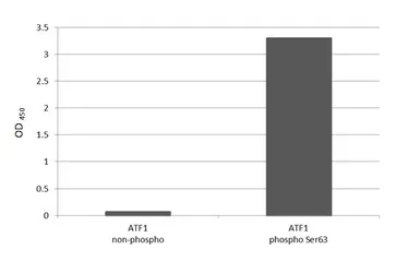 Anti-ATF1 (phospho Ser63) antibody [HL3581] used in  (). GTX641552