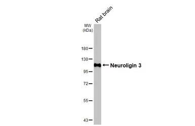 Anti-Neuroligin 3 antibody [HL3585] used in Western Blot (WB). GTX641556