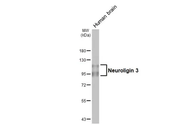Anti-Neuroligin 3 antibody [HL3585] used in Western Blot (WB). GTX641556
