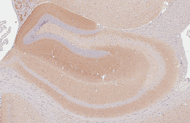 Anti-Neuroligin 3 antibody [HL3585] used in IHC (Paraffin sections) (IHC-P). GTX641556