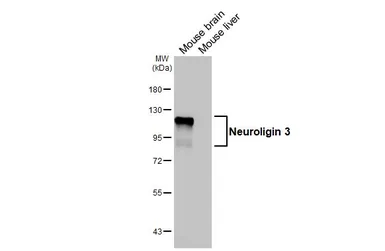 Anti-Neuroligin 3 antibody [HL3585] used in Western Blot (WB). GTX641556