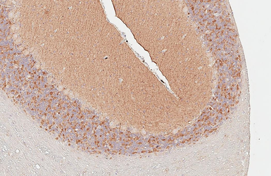 Anti-Neuroligin 3 antibody [HL3585] used in IHC (Paraffin sections) (IHC-P). GTX641556