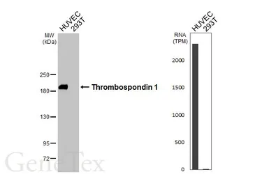 Anti-Thrombospondin 1 antibody [HL3593] used in Western Blot (WB). GTX641564