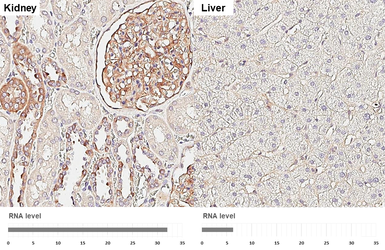 Anti-Integrin alpha V antibody [HL3598] used in IHC (Paraffin sections) (IHC-P). GTX641573