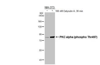 Anti-PKC alpha (phospho Thr497) antibody [HL3605] used in Western Blot (WB). GTX641580
