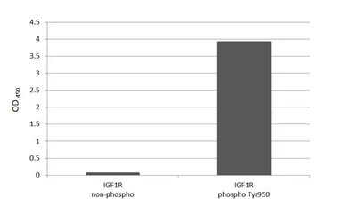 Anti-IGF1R beta (phospho Tyr950) antibody [HL3607] used in  (). GTX641582