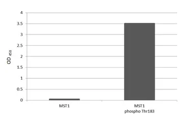 Anti-MST1 (phospho Thr183) + MST2 (phospho Thr180) antibody [HL3610] used in  (). GTX641585