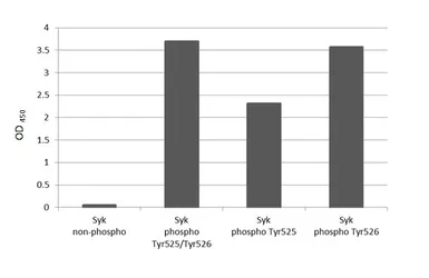 Anti-Syk (phospho Tyr525/Tyr526) antibody [HL3616] used in  (). GTX641591