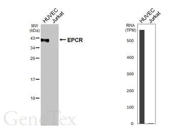 Anti-EPCR antibody [HL3619] used in Western Blot (WB). GTX641594