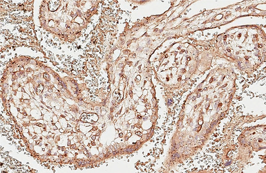 Anti-EPCR antibody [HL3619] used in IHC (Paraffin sections) (IHC-P). GTX641594