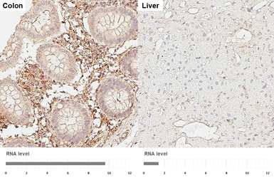 Anti-EPCR antibody [HL3619] used in IHC (Paraffin sections) (IHC-P). GTX641594