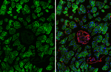 Anti-VPAC2 antibody [HL3625] used in IHC (Frozen sections) (IHC-Fr). GTX641600