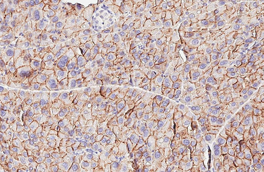 Anti-VPAC2 antibody [HL3625] used in IHC (Paraffin sections) (IHC-P). GTX641600