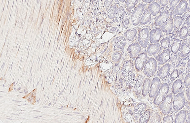 Anti-VPAC2 antibody [HL3625] used in IHC (Paraffin sections) (IHC-P). GTX641600