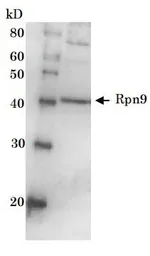Anti-Rpn9 (S. cerevisiae) antibody used in Western Blot (WB). GTX64161