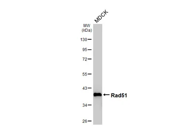 Anti-Rad51 antibody [HL3628] used in Western Blot (WB). GTX641619