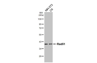 Anti-Rad51 antibody [HL3628] used in Western Blot (WB). GTX641619