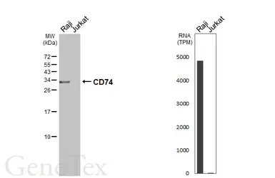 Anti-CD74 antibody [HL3636] used in Western Blot (WB). GTX641627