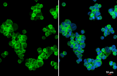 Anti-CD74 antibody [HL3636] used in Immunocytochemistry/ Immunofluorescence (ICC/IF). GTX641627