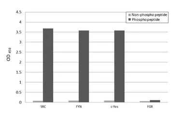 Anti-Src (phospho Tyr530) antibody [HL3645] used in  (). GTX641636