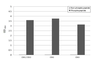 Anti-CDK1 / CDC2 (phospho Thr161) + CDK2 (phospho Thr160) + CDK3 (phospho Thr160) antibody [HL3648] used in  (). GTX641639