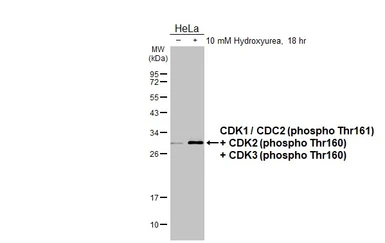 Anti-CDK1 / CDC2 (phospho Thr161) + CDK2 (phospho Thr160) + CDK3 (phospho Thr160) antibody [HL3648] used in Western Blot (WB). GTX641639
