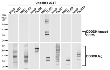 Anti-CCR5 antibody [HL3650] used in Western Blot (WB). GTX641641